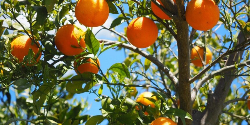 アロマオイル(精油)の効果効能-スイートオレンジ