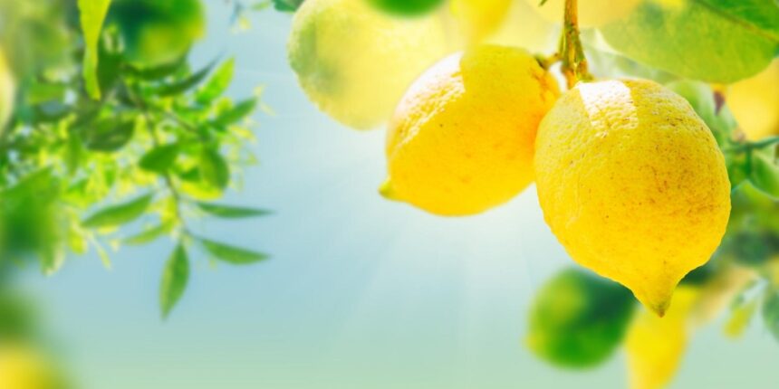 アロマオイル(精油)の効果効能-レモン