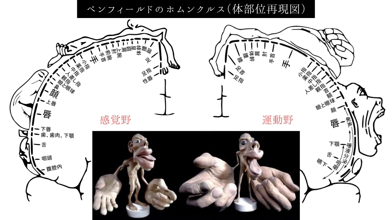 体性感覚とは？