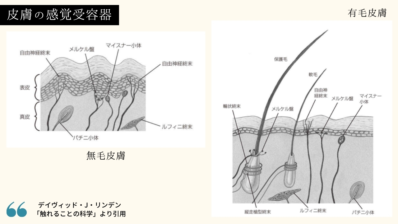 皮膚の感覚受容器